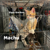 Machu