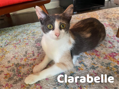 Clarabelle