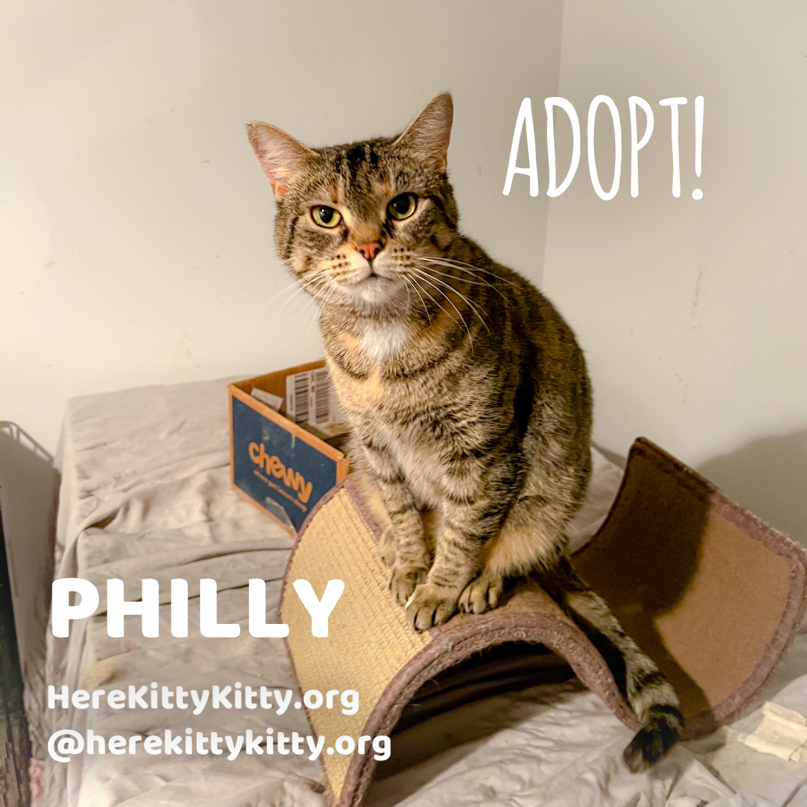 adoptable Cat in Philadelphia, PA named Philly