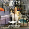 Tabitha