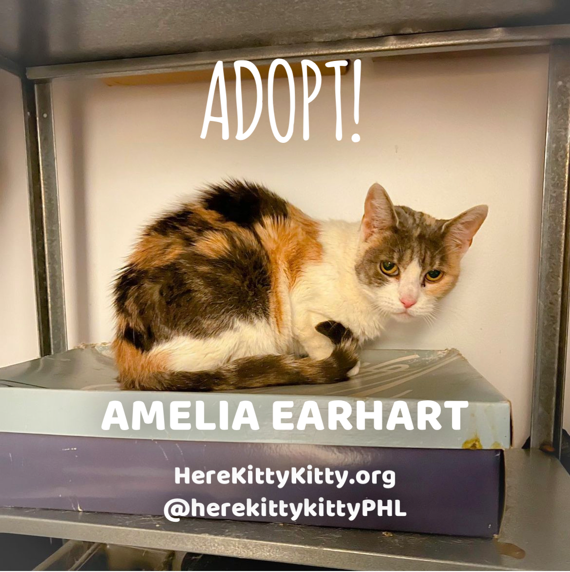 adoptable Cat in Philadelphia, PA named Amelia Earhart