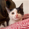 adoptable Cat in philadelphia, pa, PA named Autumn Lockwood