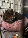 adoptable Cat in , PA named Jalepeno