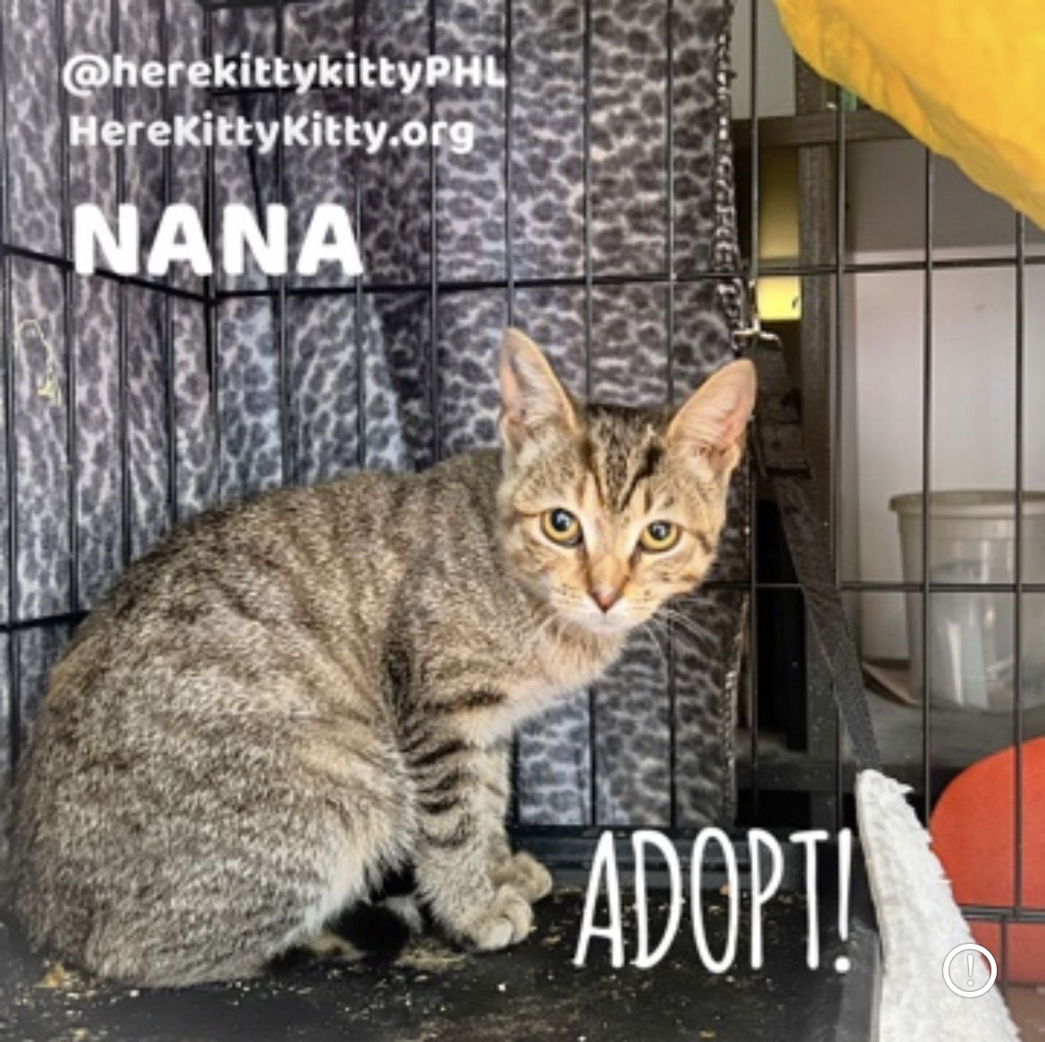 adoptable Cat in Philadelphia, PA named Nana