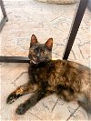 adoptable Cat in phila, PA named Animal
