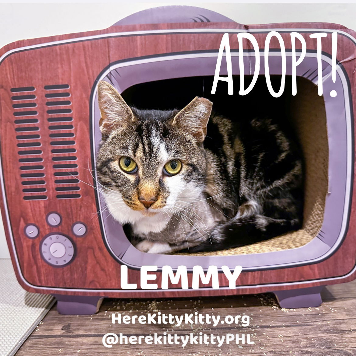 adoptable Cat in Philadelphia, PA named Lemmy