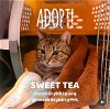 adoptable Cat in philadelphia, PA named Sweet Tea
