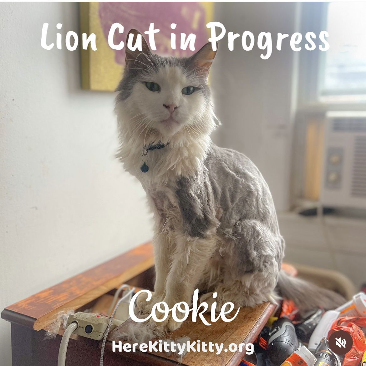 adoptable Cat in Philadelphia, PA named Cookie