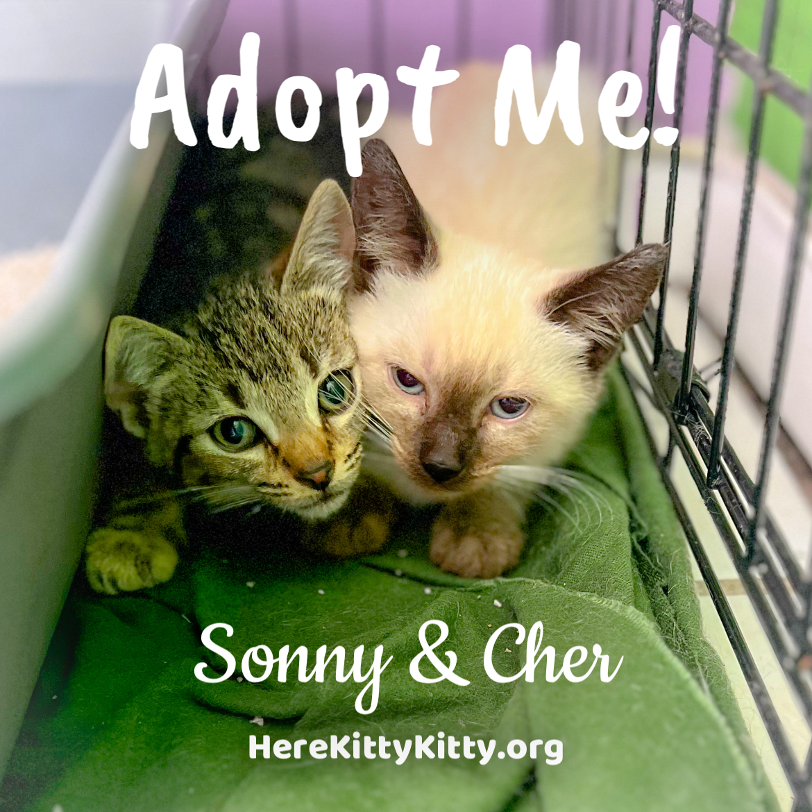 adoptable Cat in Philadelphia, PA named Sonny