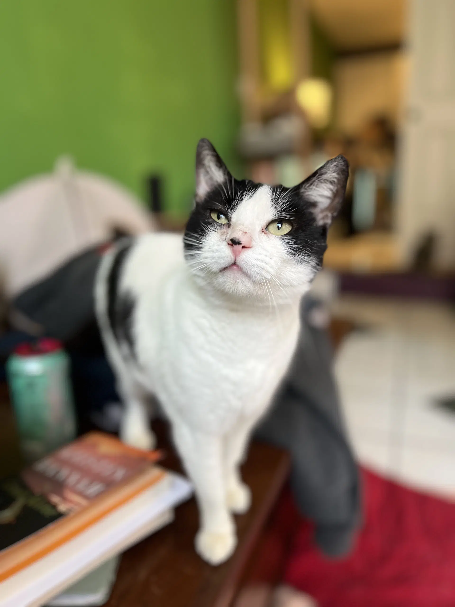 Blondie - American Shorthair