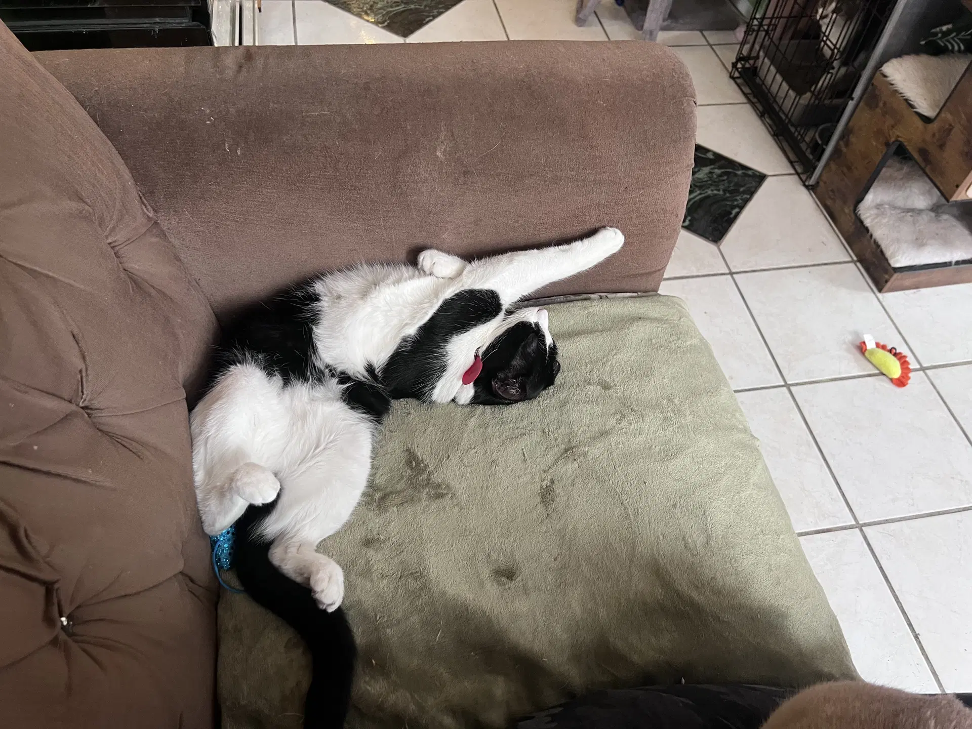 Purdy - Domestic Short Hair