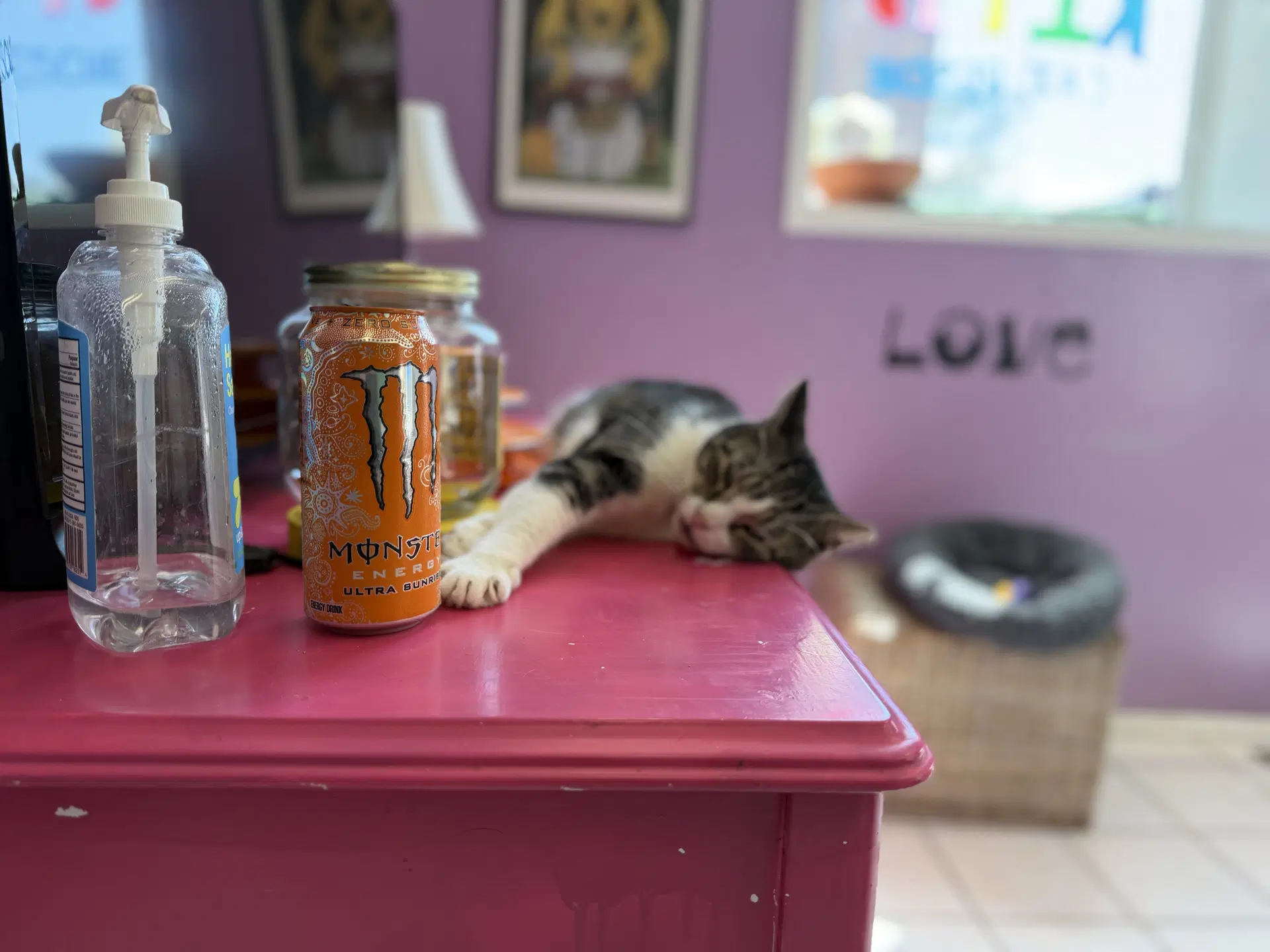 Purple - Tabby