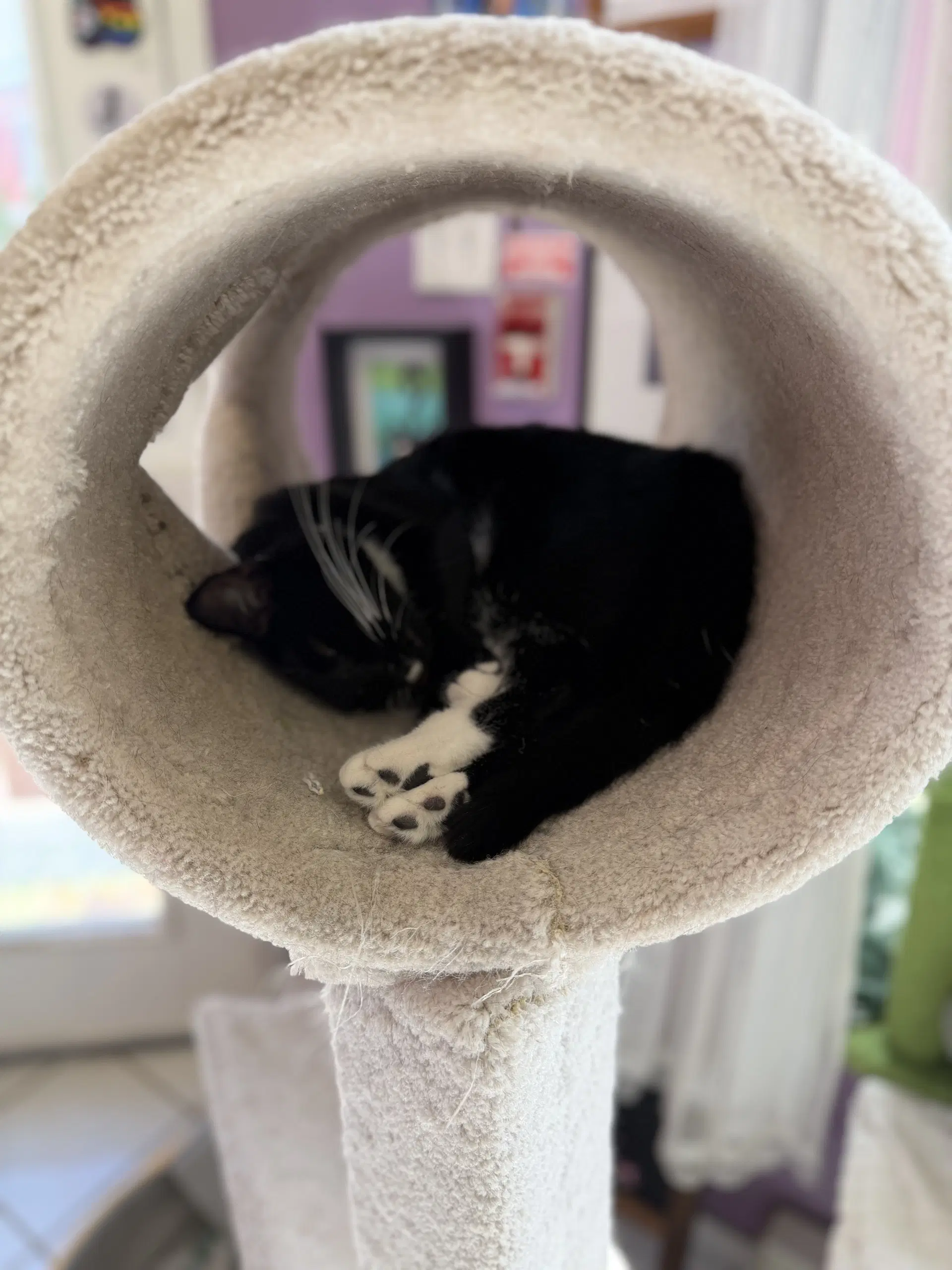 Brioche - Tuxedo