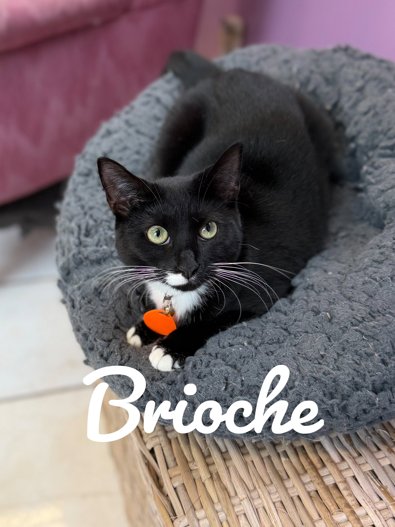 Brioche, photo 3