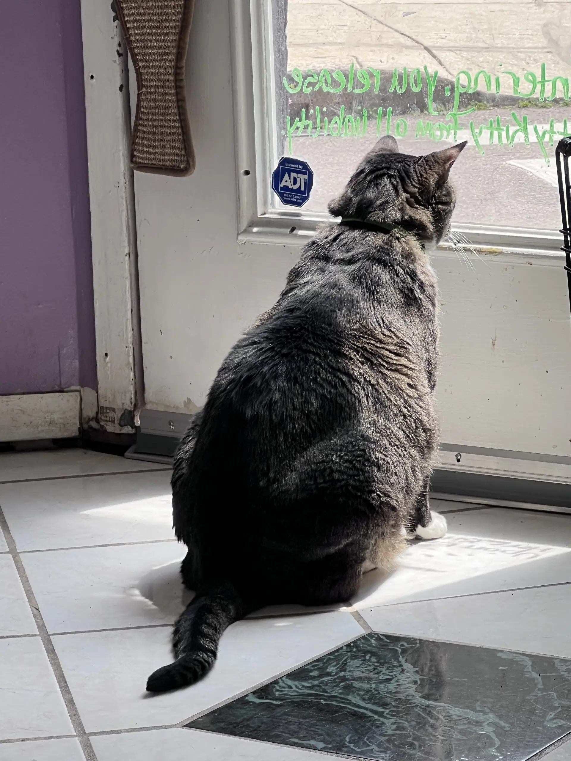 Jason Bradley - Tabby