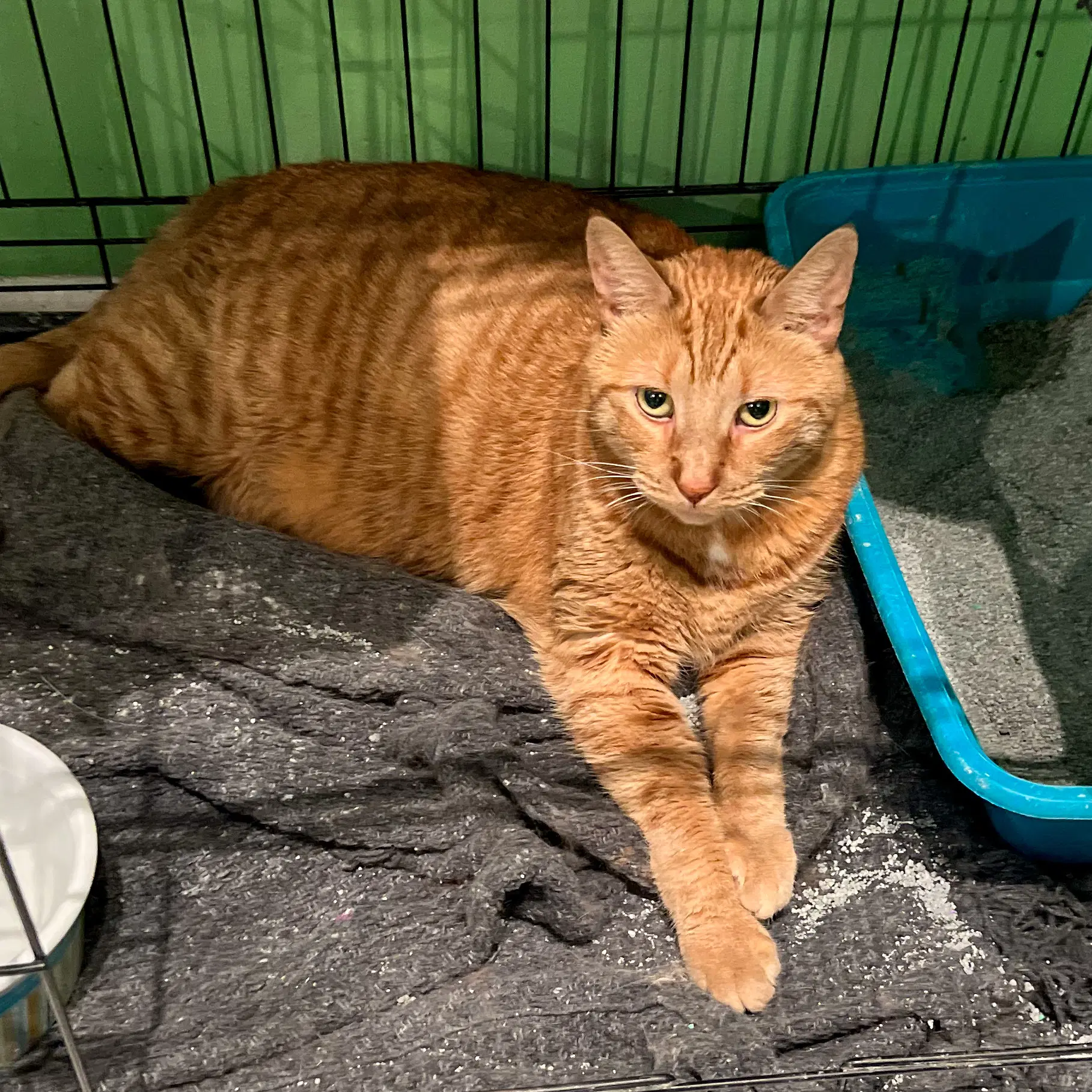 Blain - Tabby
