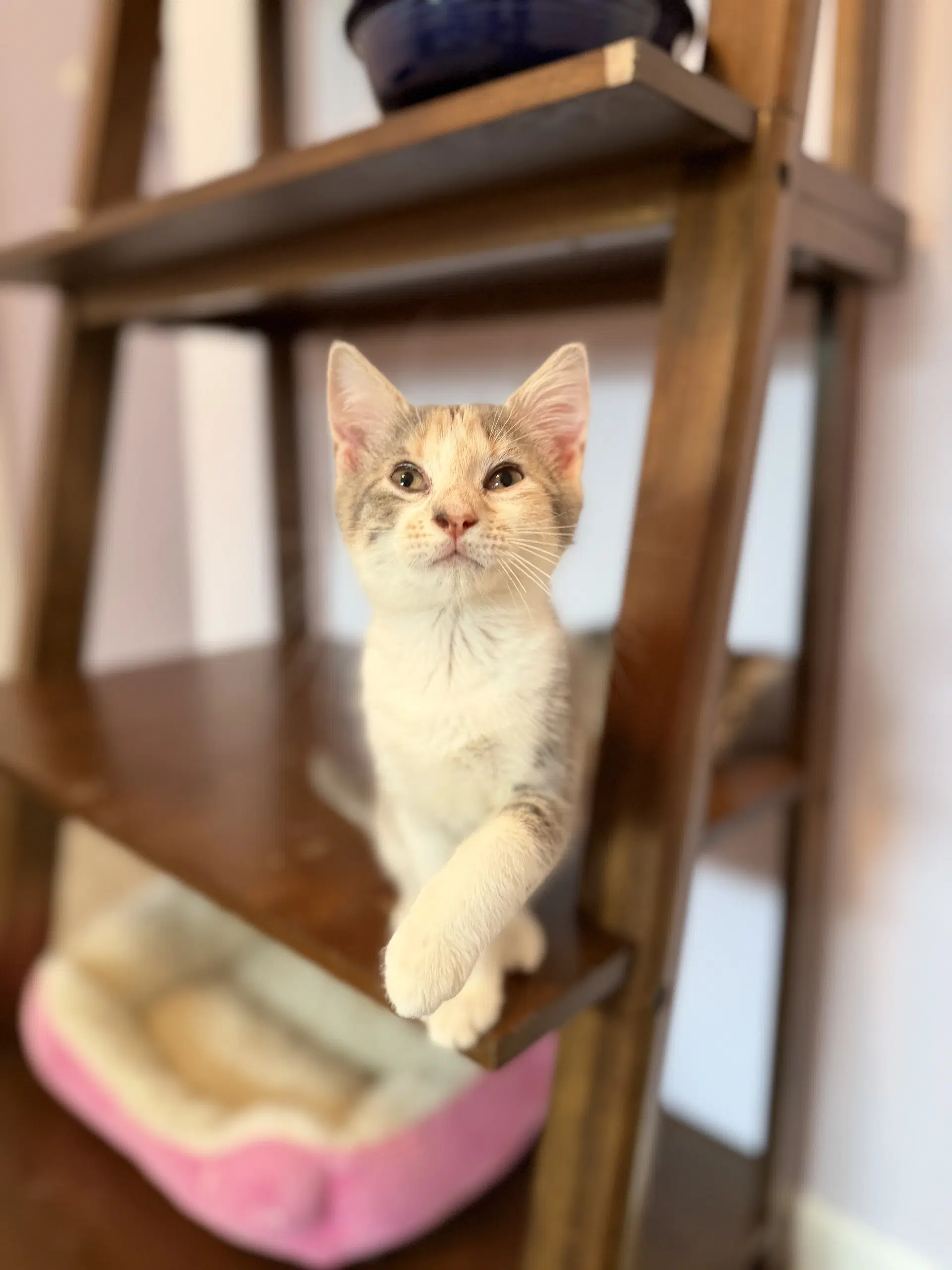 Delilah image 3