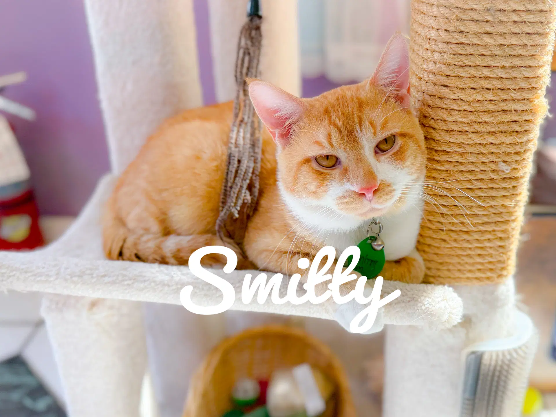 Smitty - Tabby