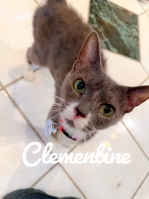 picture of the cat needing adoption