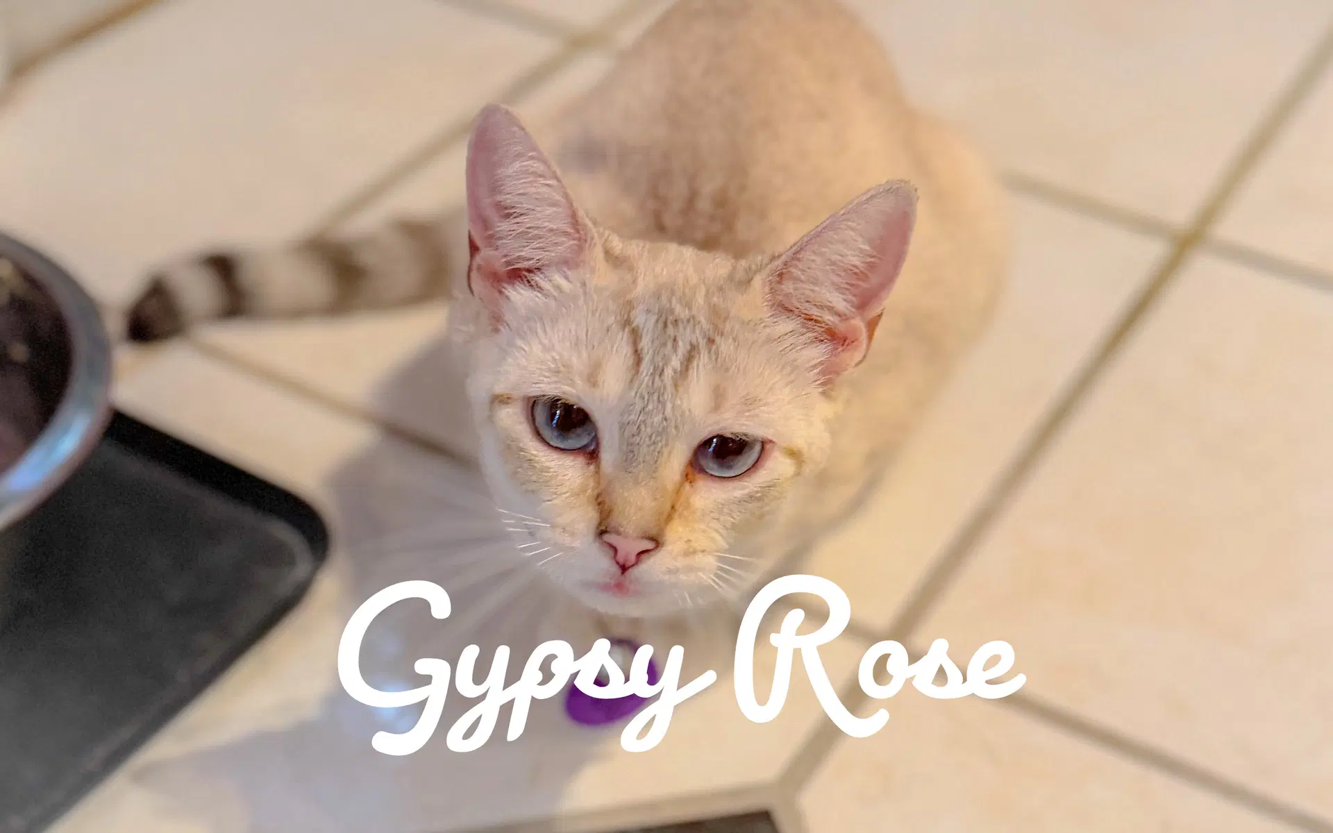 Gypsy Rose - Siamese