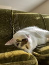 adoptable Cat in Cuyahoga Falls, OH named Rascal
