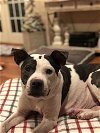 adoptable Dog in canton, OH named Betty Boo