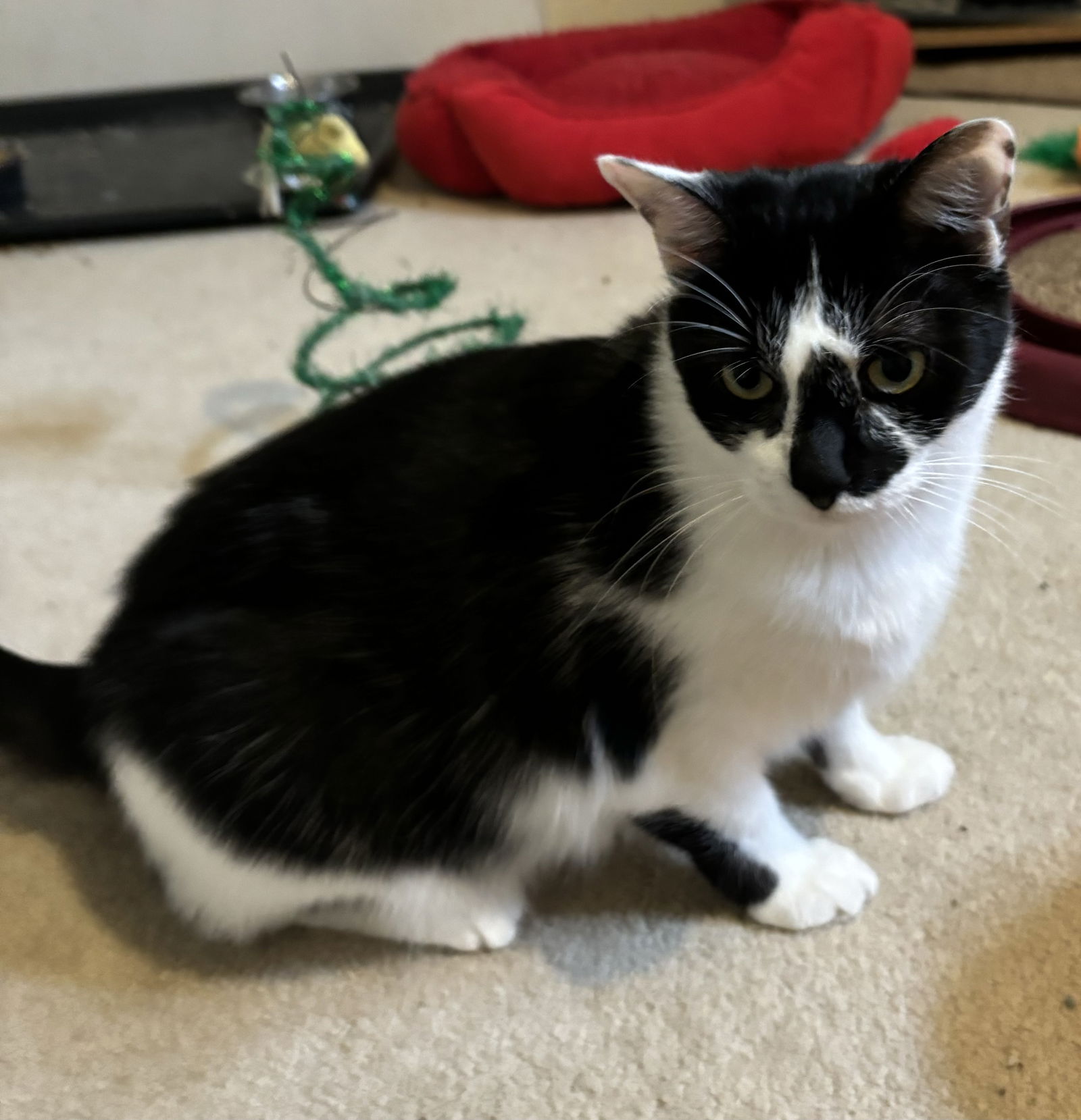 adoptable Cat in Cuyahoga Falls, OH named Princess Pippa