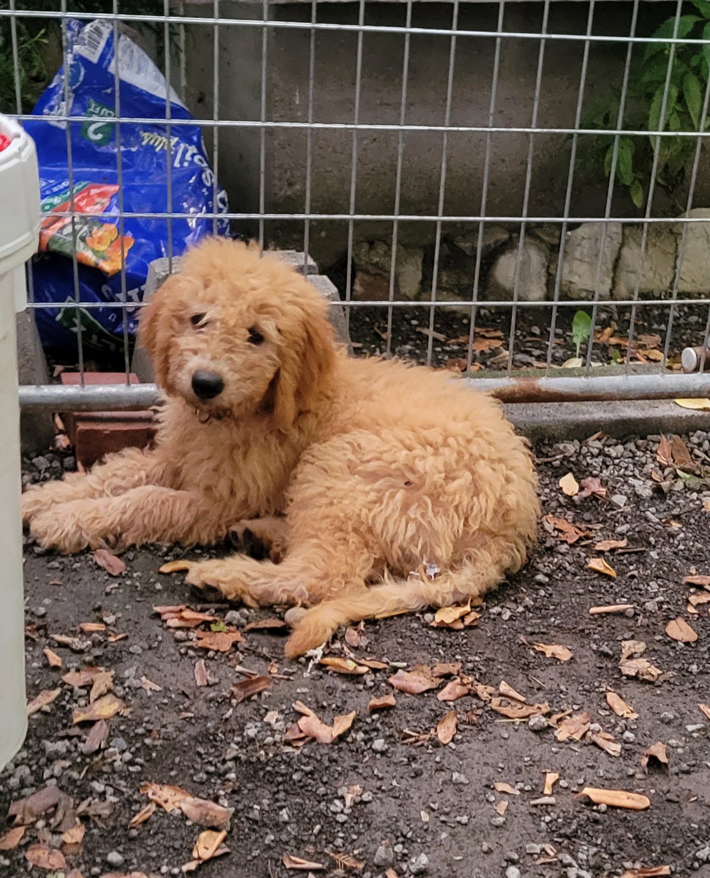 Dog for Adoption *Jordan, a Golden Retriever in Bay Village, OH
