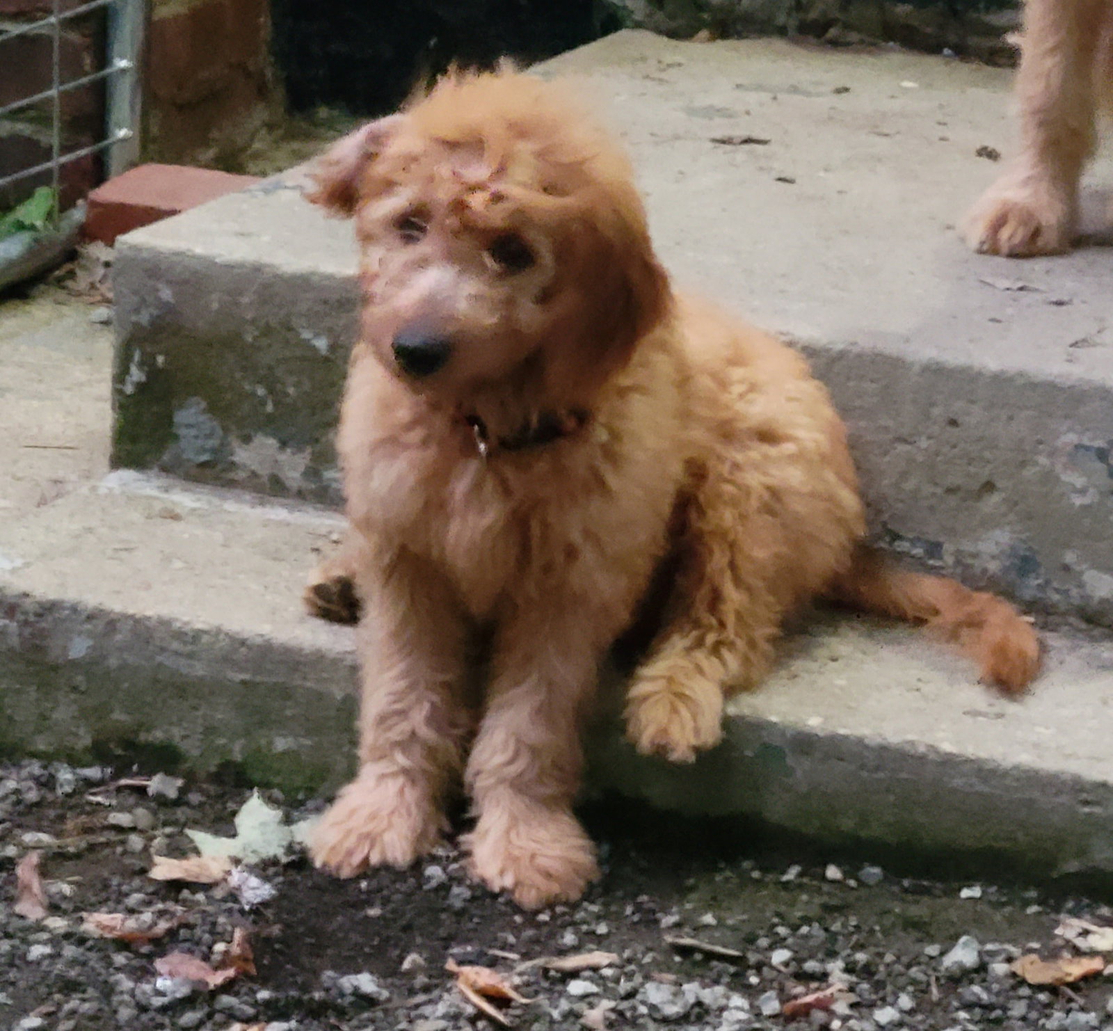 Dog for Adoption *Jordan, a Golden Retriever in Bay Village, OH