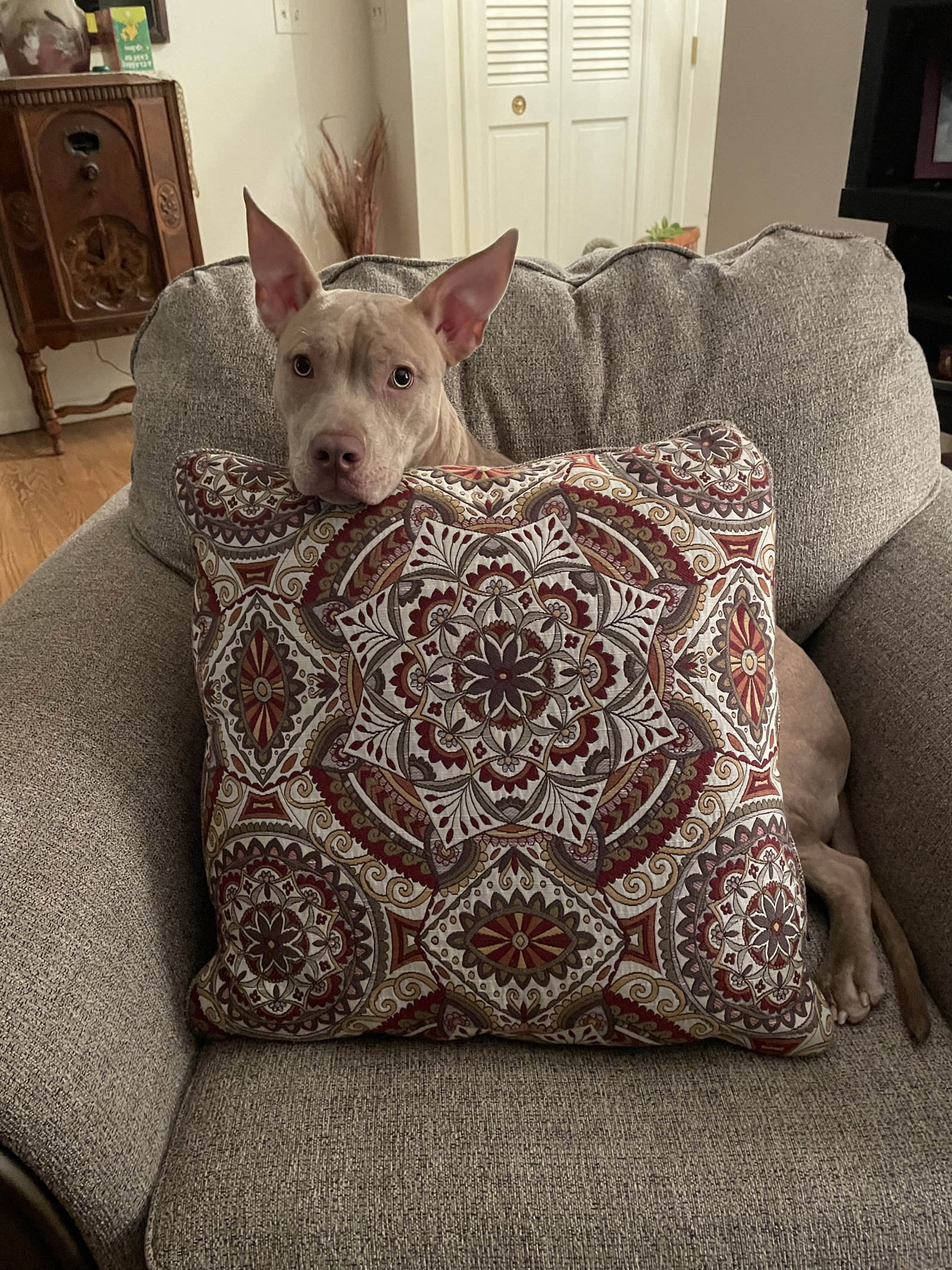 Dog for Adoption Maggie, a Terrier in Elyria, OH Alpha Paw