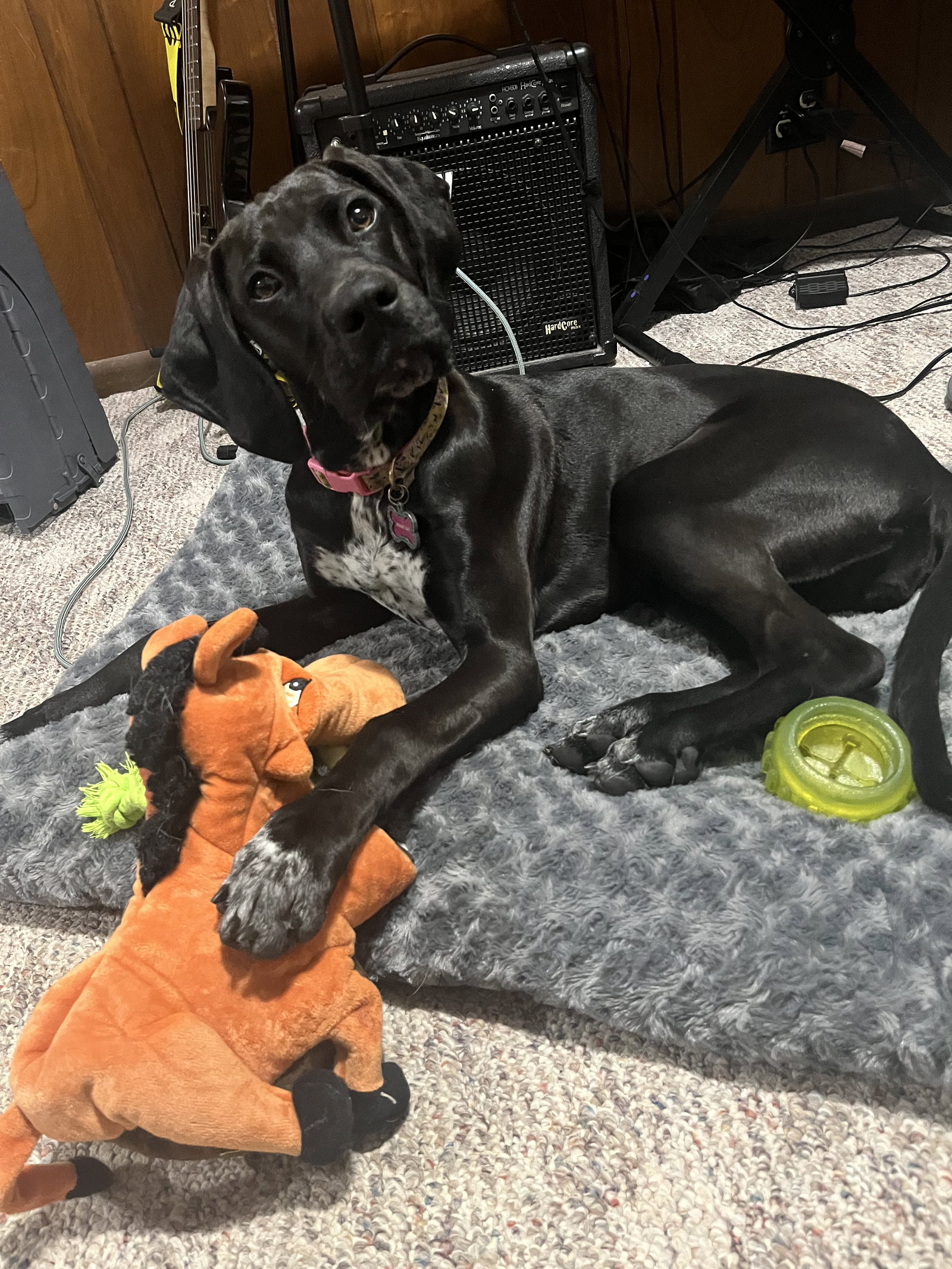 Dog for Adoption *Mollie, a German Shorthaired Pointer in Elyria, OH