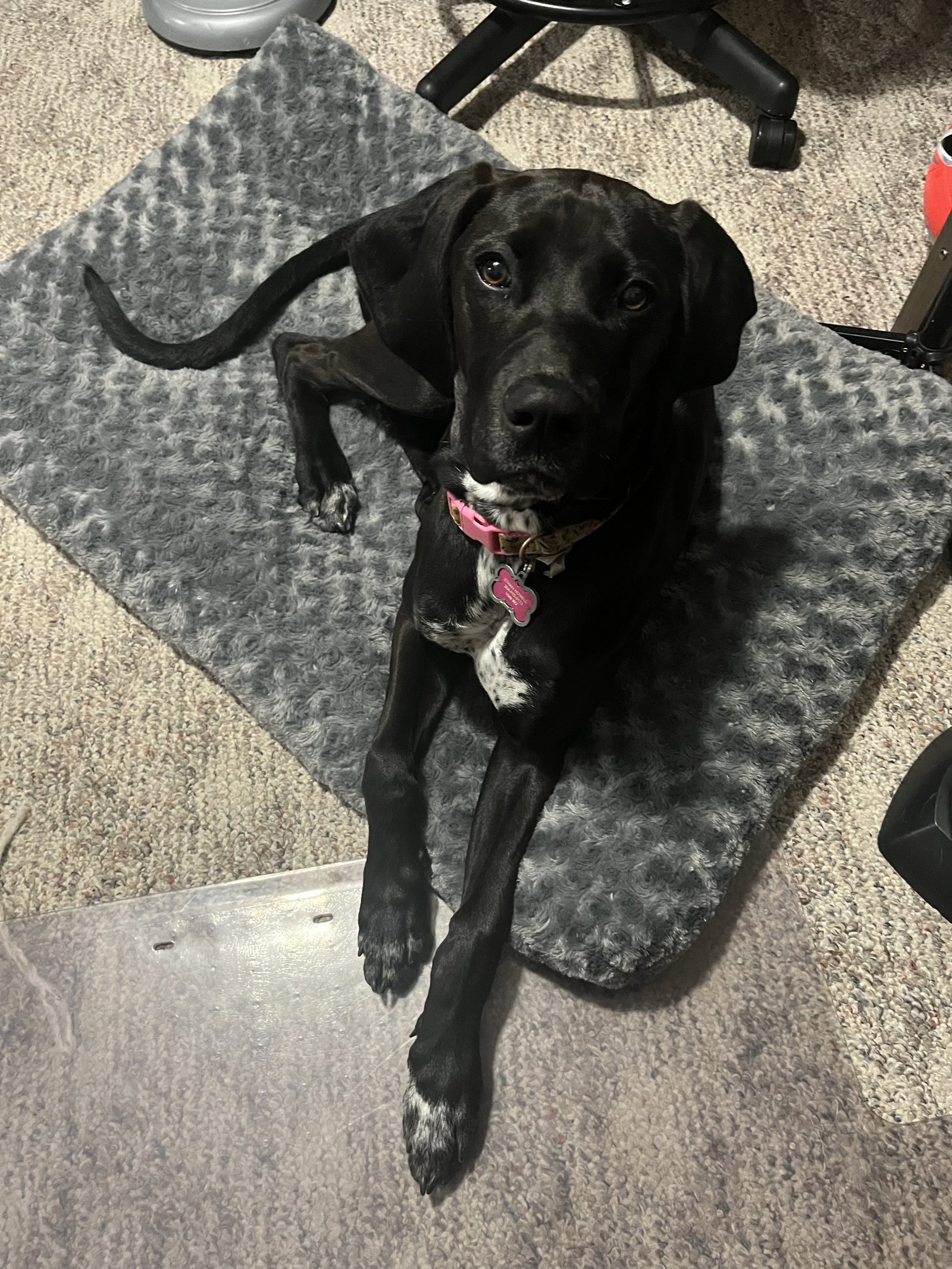 Dog for Adoption *Mollie, a German Shorthaired Pointer in Elyria, OH