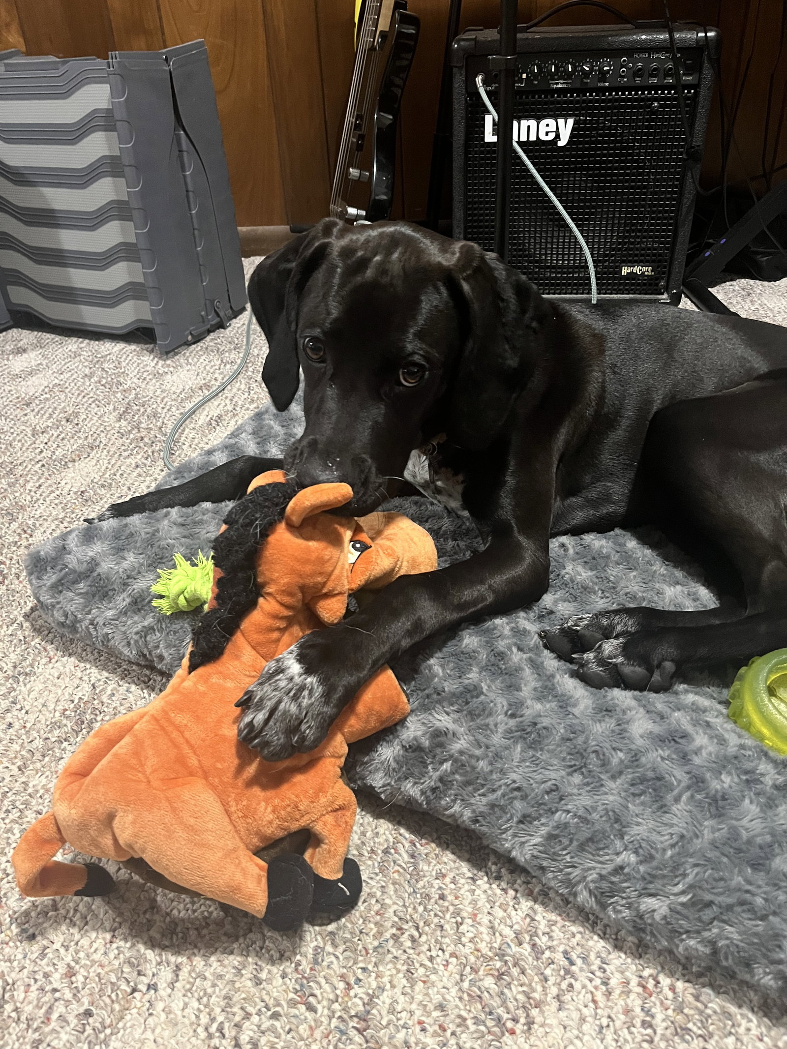 Dog for Adoption *Mollie, a German Shorthaired Pointer in Elyria, OH