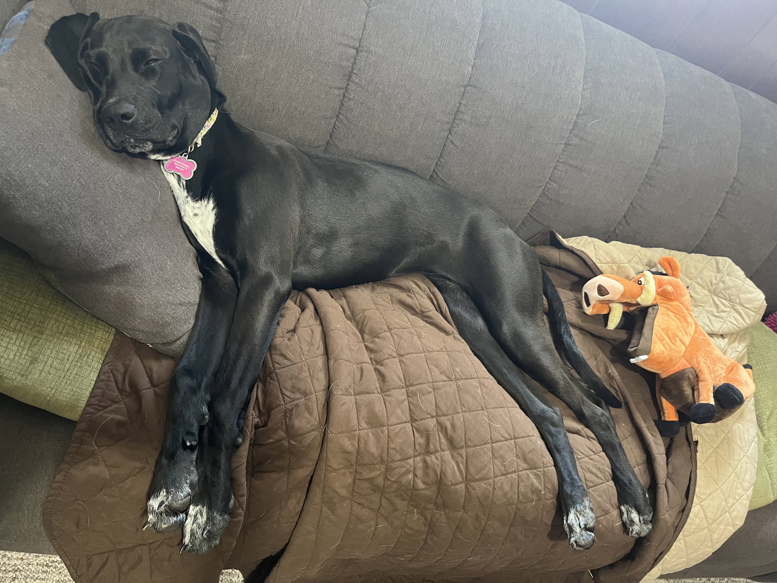 Dog for Adoption Mollie, a German Shorthaired Pointer in Elyria, OH