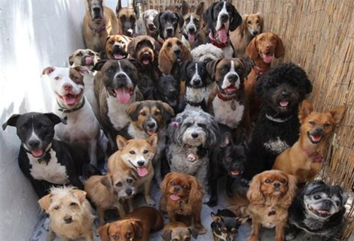 picture of the dog needing adoption