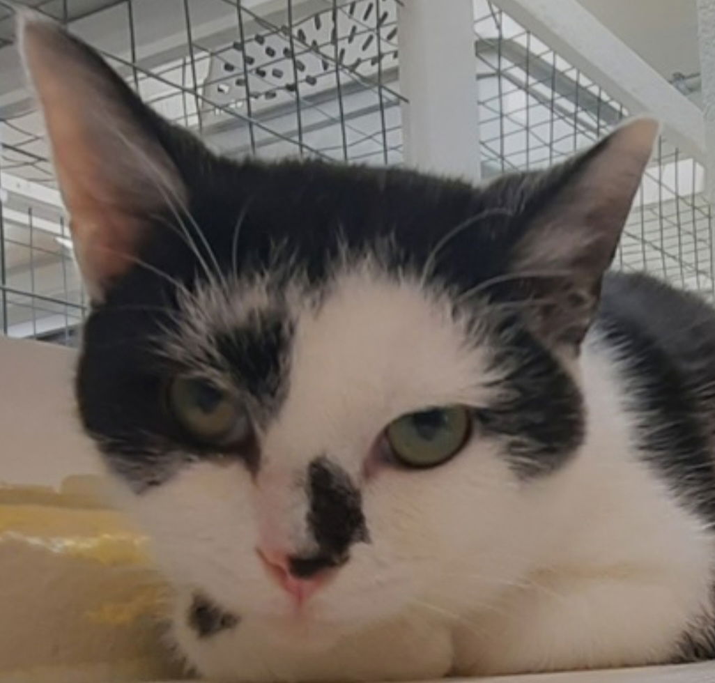 Cats for Adoption in Youngstown Ohio Alpha Paw