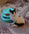 adoptable Cat in Cuyahoga Falls, OH named Trey