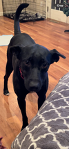 adoptable Dog in  named Maisy