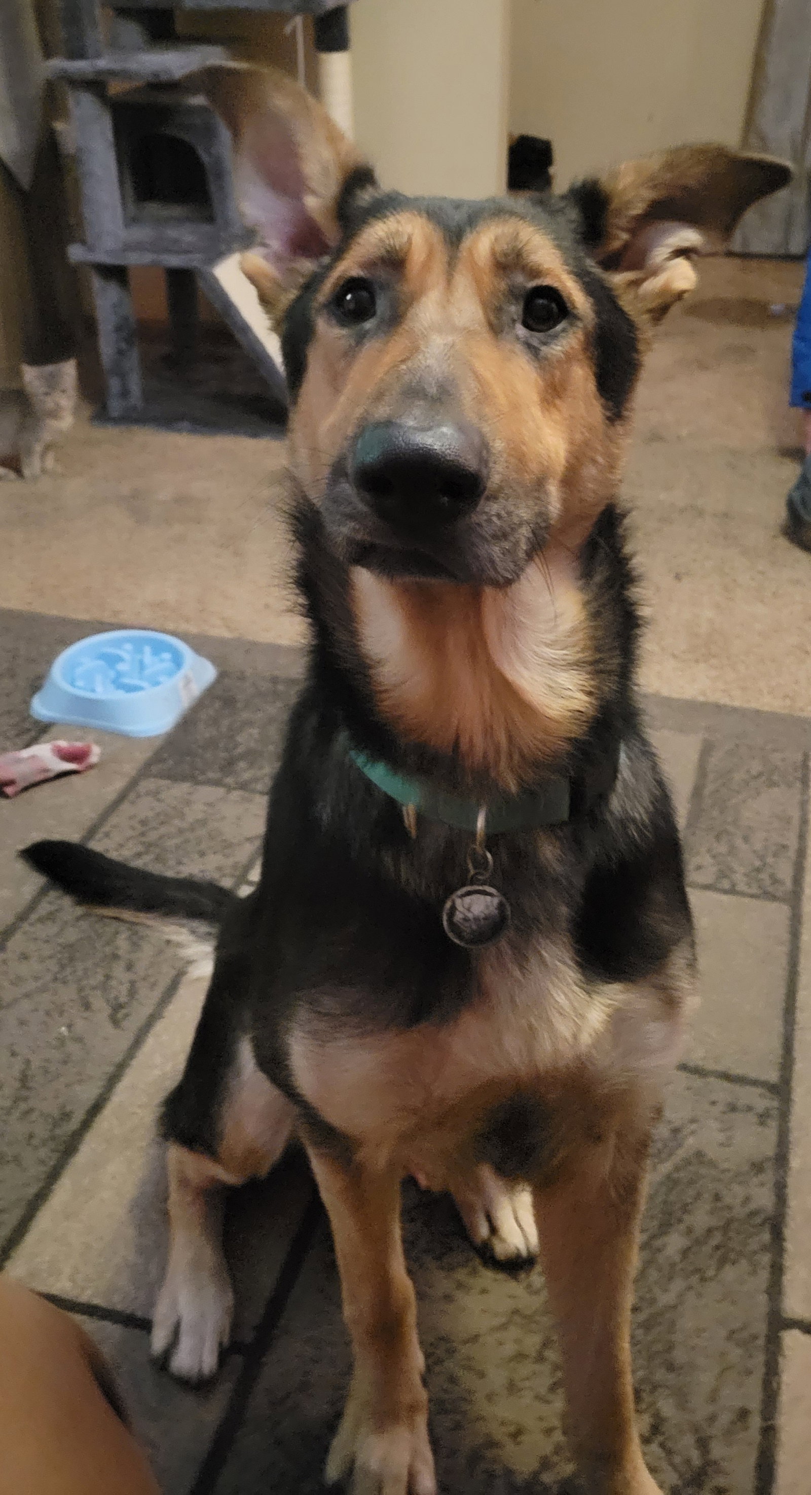 Dog for Adoption Shadow, a German Shepherd Dog in Struthers, OH