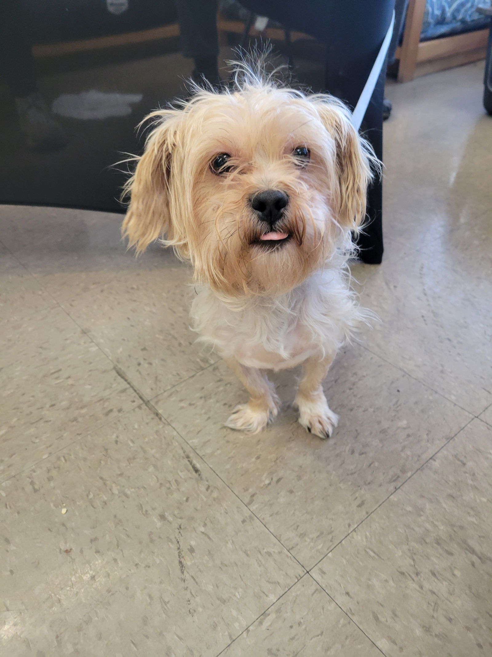 Dog for Adoption - Rico, a Cairn Terrier in Lake County, OH | Alpha Paw