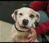 adoptable Dog in canton, OH named Peach