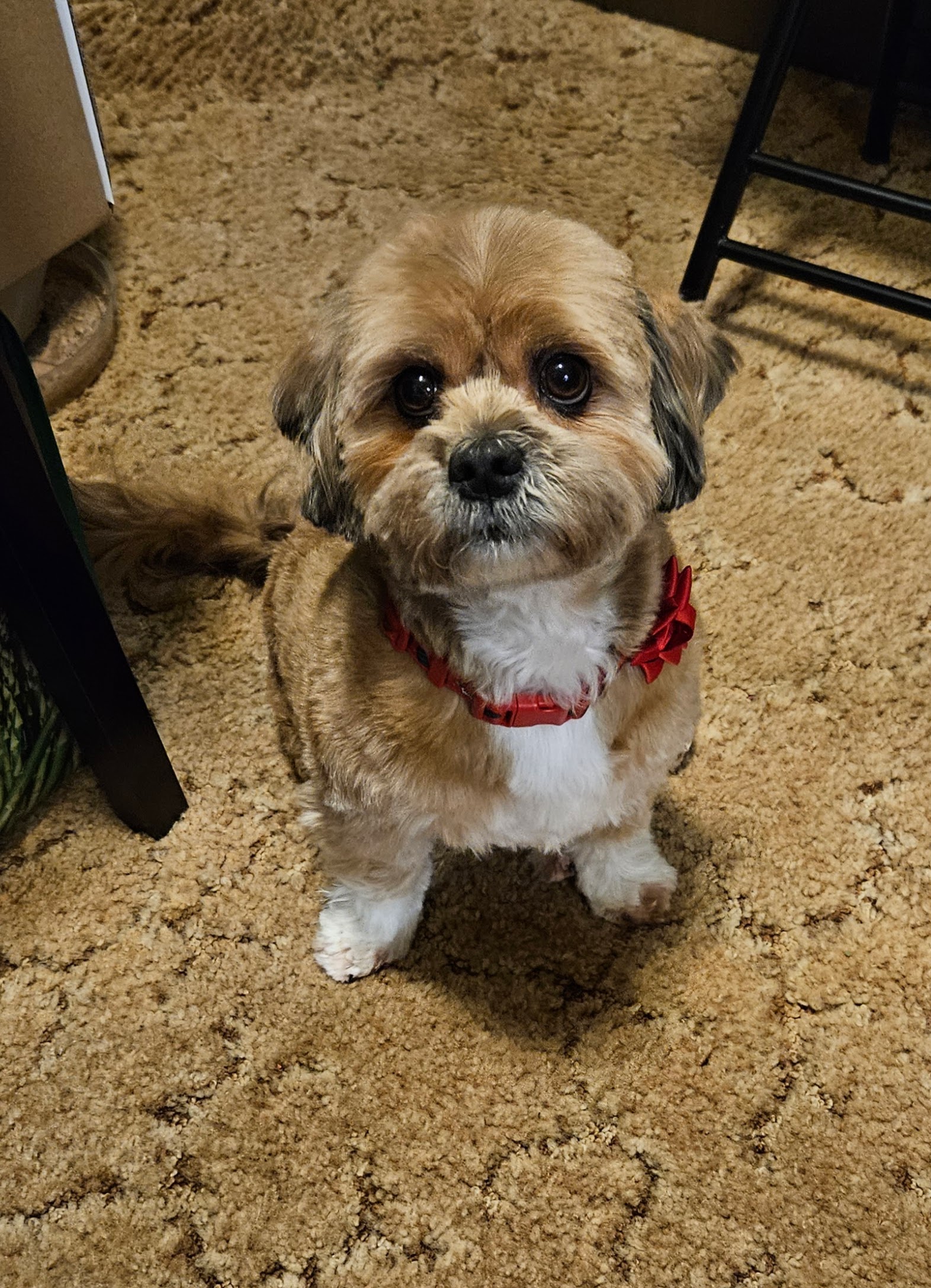 Dog for Adoption - Muffin, a Shih Tzu in Westlake, OH | Alpha Paw