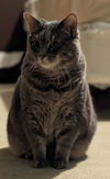 adoptable Cat in Cuyahoga Falls, OH named Casey