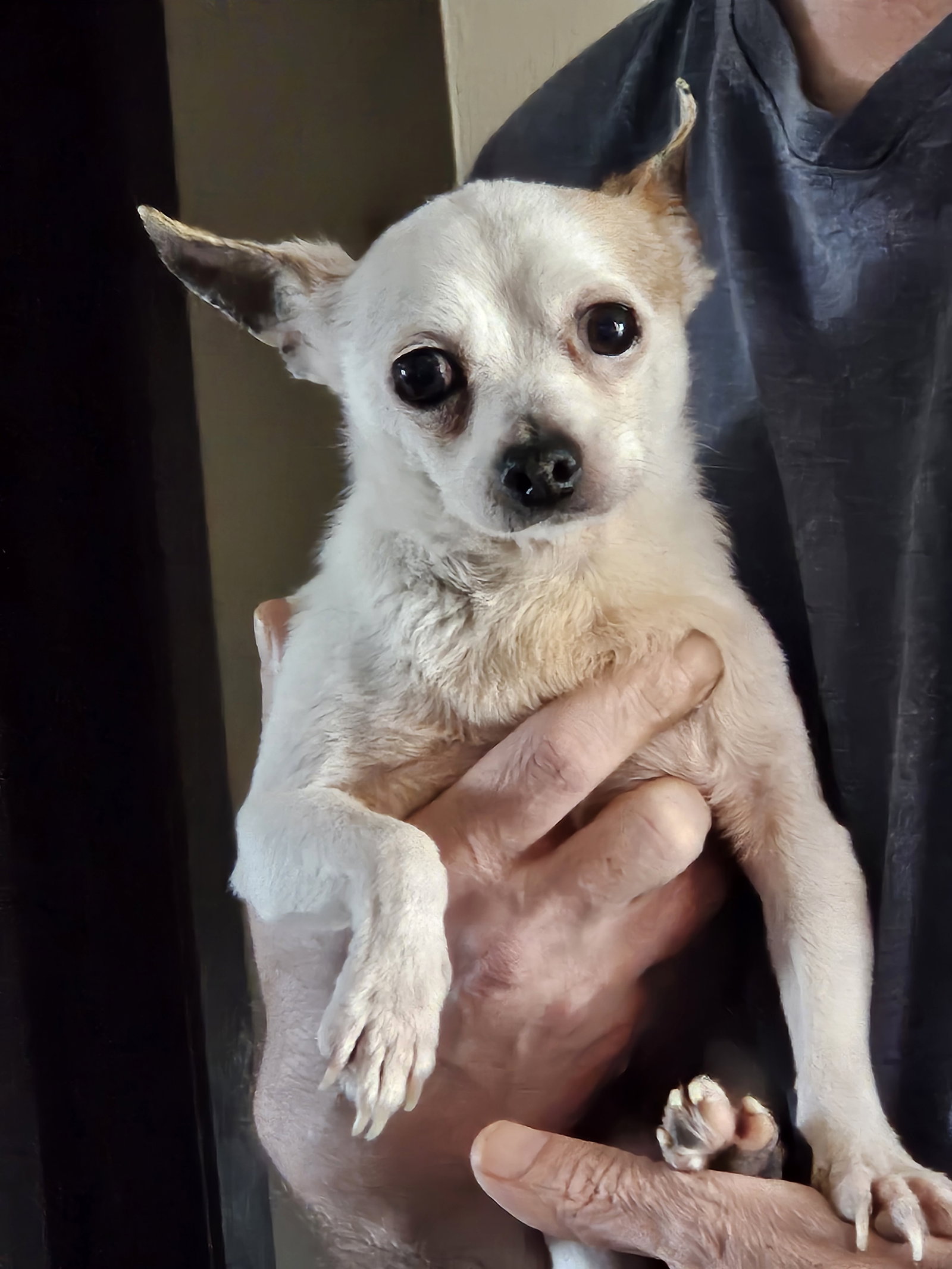Dog for Adoption Max "Maxamillion", a Chihuahua in Parma, OH Alpha Paw