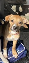 adoptable Dog in , OH named Milli