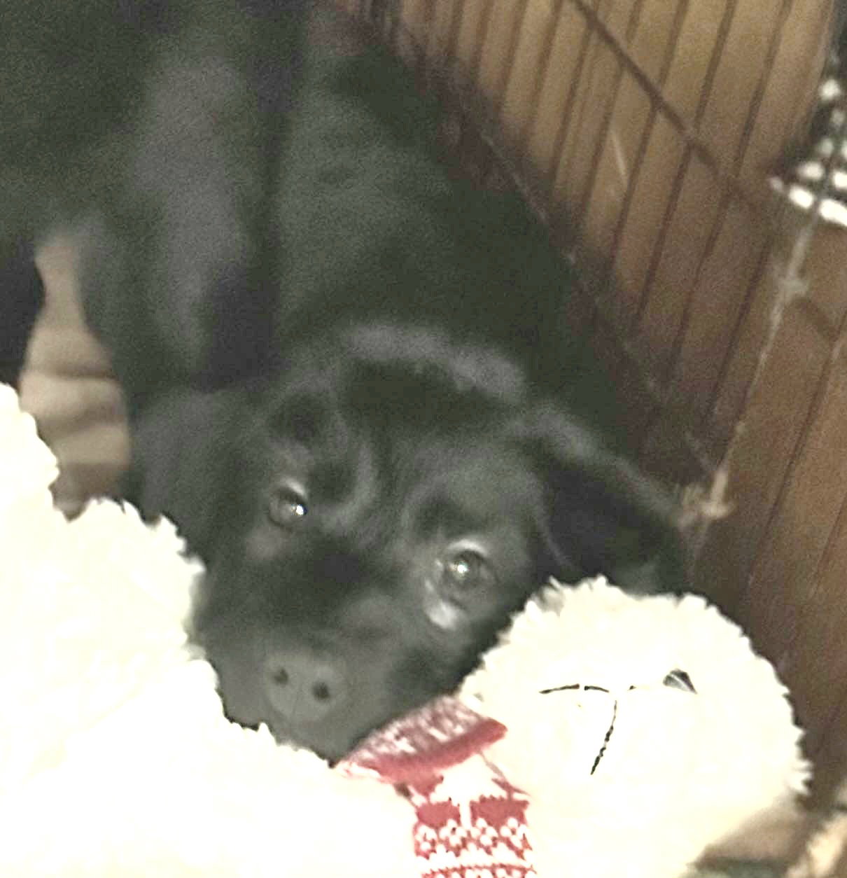Dog for Adoption Adelaide, a Poodle (Miniature) in Rocky River, OH