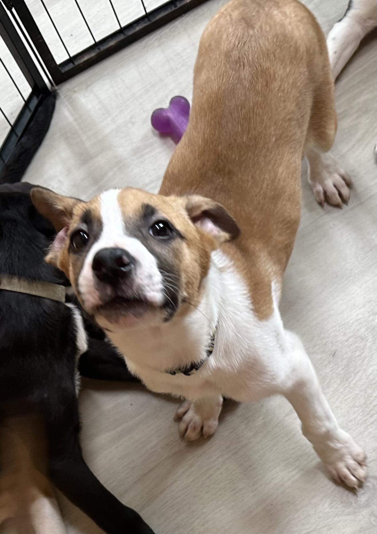 Dog adoption in Youngstown, OH 44509 Boxer / Mixed (short coat) Dog
