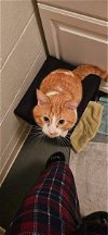 adoptable Cat in cuyahoga falls, OH named Butterball