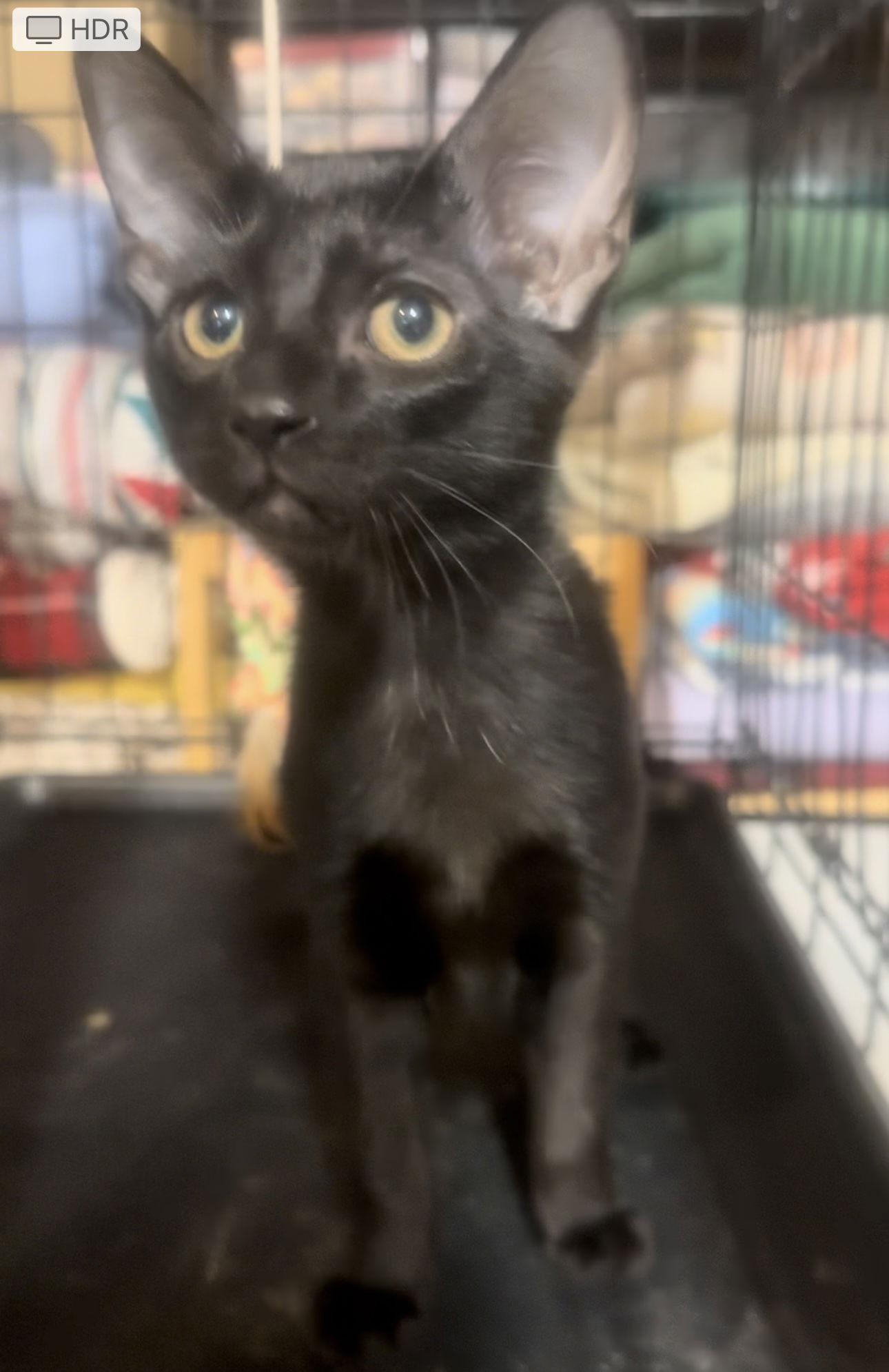 adoptable Cat in Cuyahoga Falls, OH named Floyd