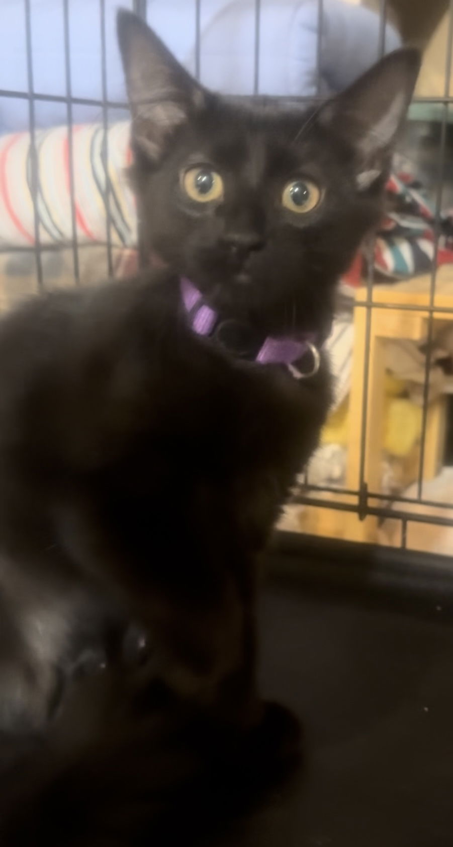 adoptable Cat in Cuyahoga Falls, OH named Tink